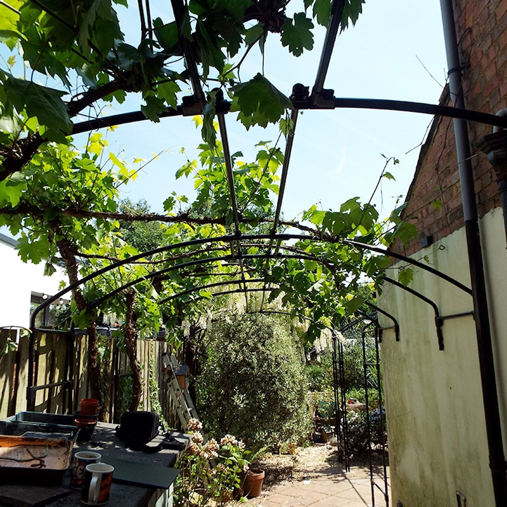 vines growing over a metal garden wall arch