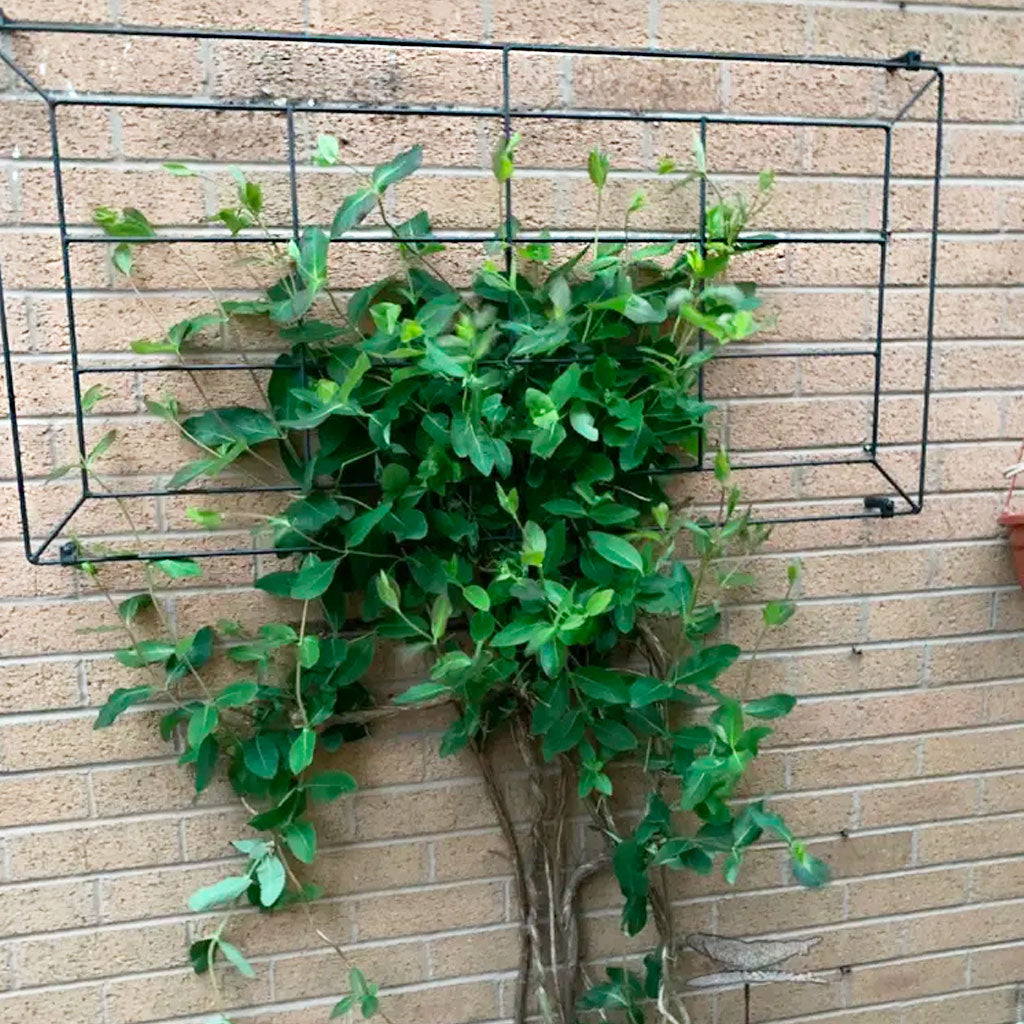 Georgian Window Trellis