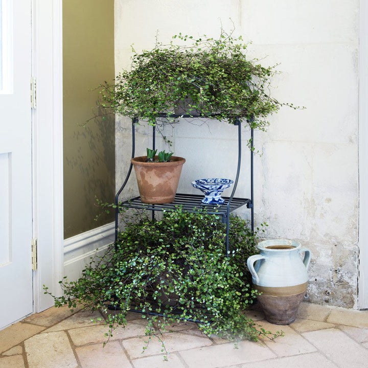 Elegance narrow tiered plant stand in a black finish