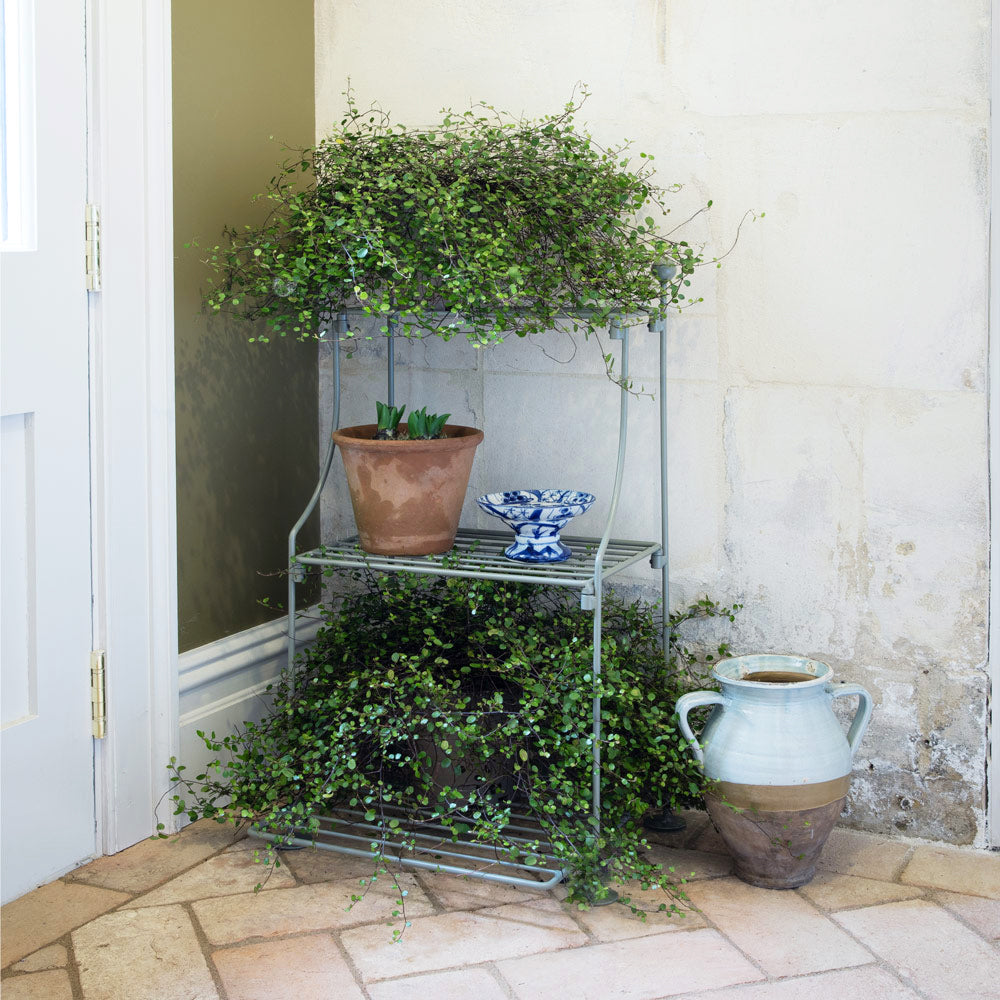 Elegance narrow tiered plant stand in a duck egg finish