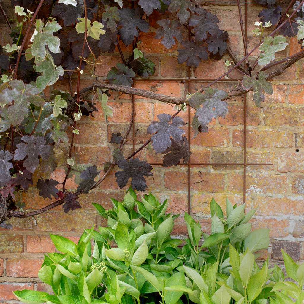 Agriframes Square Trellis Rustic again a wall