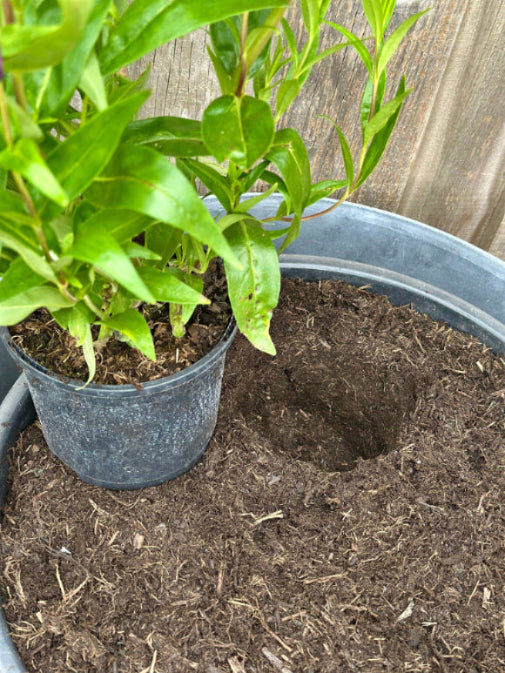 Potted plant with soil being prepared for planting in a larger container.