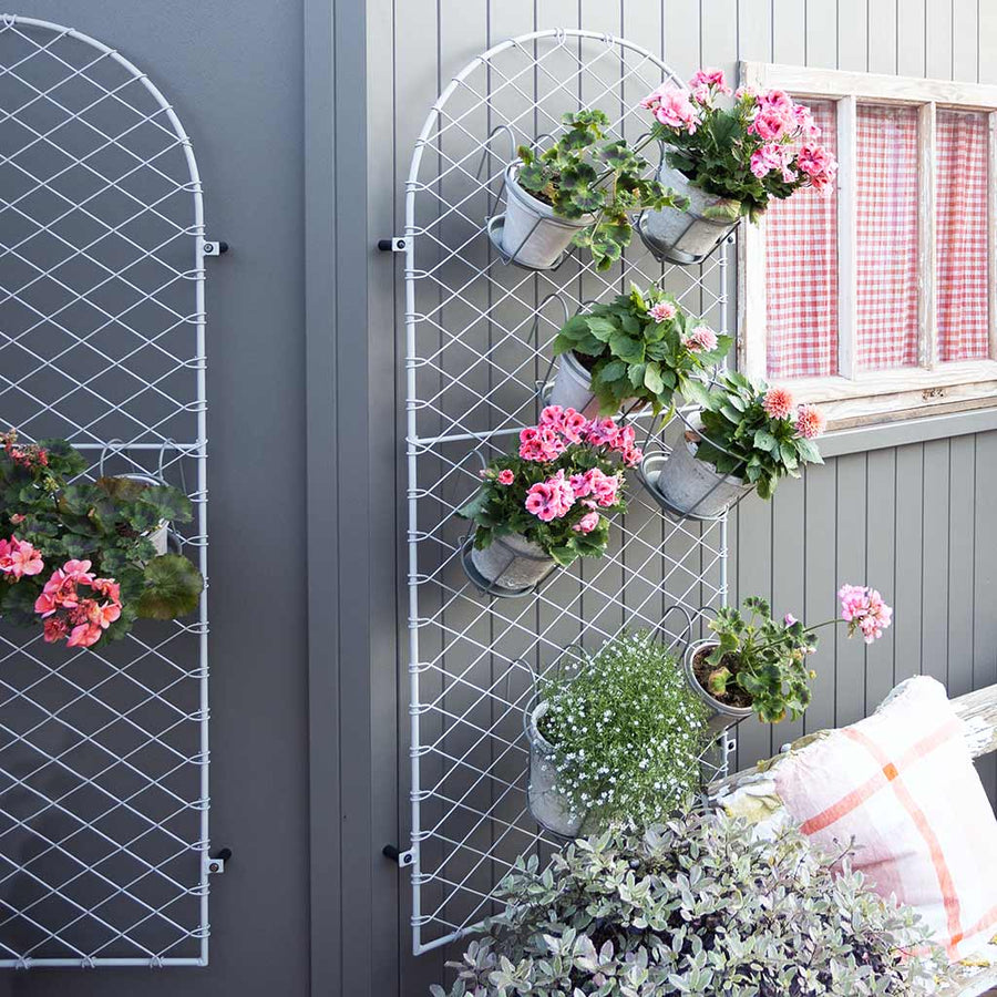 Rose Trellis | Garden Wall Trellis For Roses | Agriframes