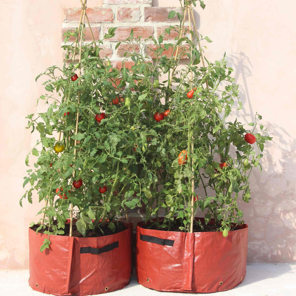 Patio tomato hotsell
