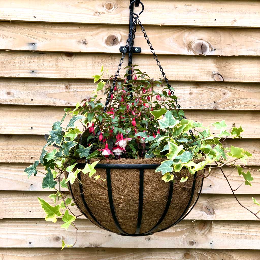 Cambridge Premium Hanging Basket