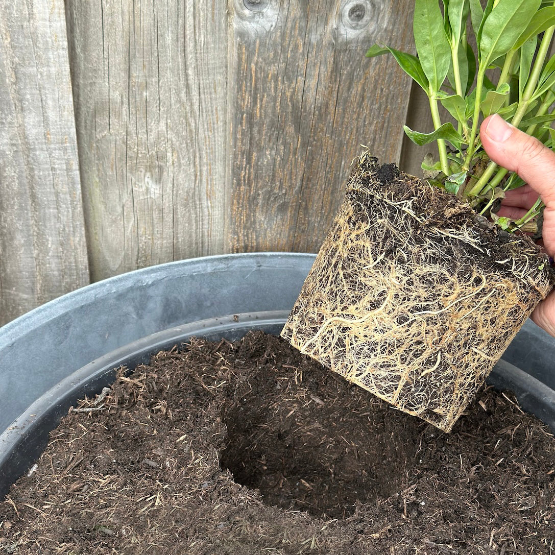 Person holding a plant with roots exposed above a pot of soil, against a wooden fence background.