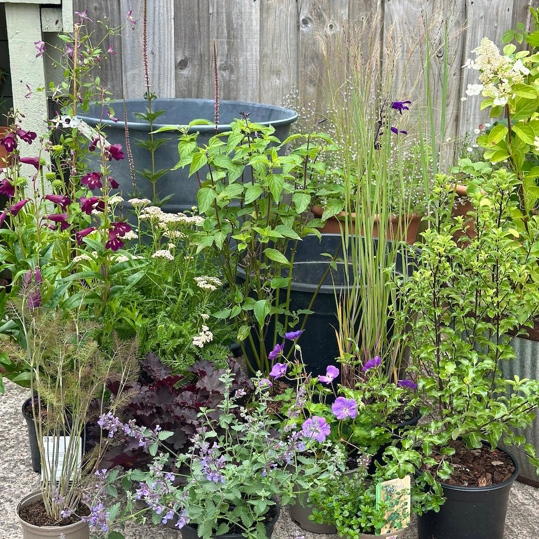Collection of potted plants with flowers and greenery in a garden setting.