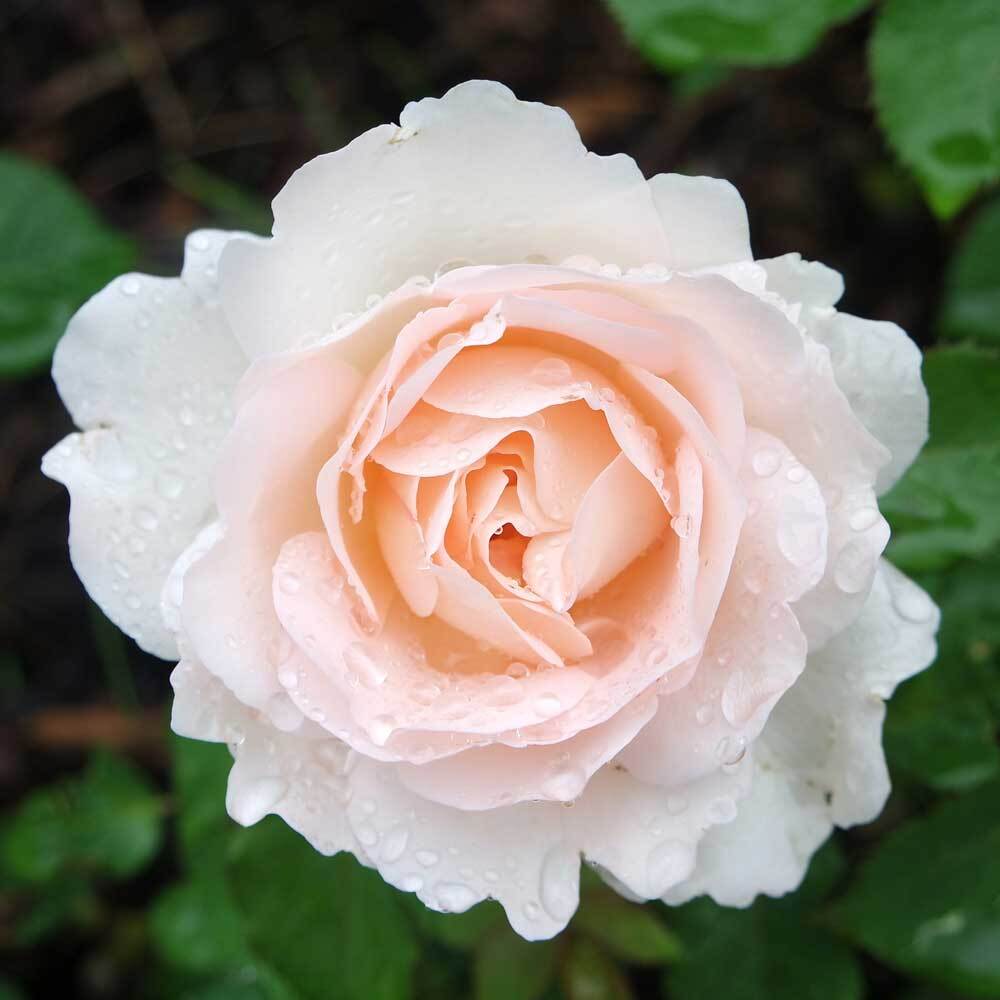 Close-up of a pink rose with water droplets on a green background