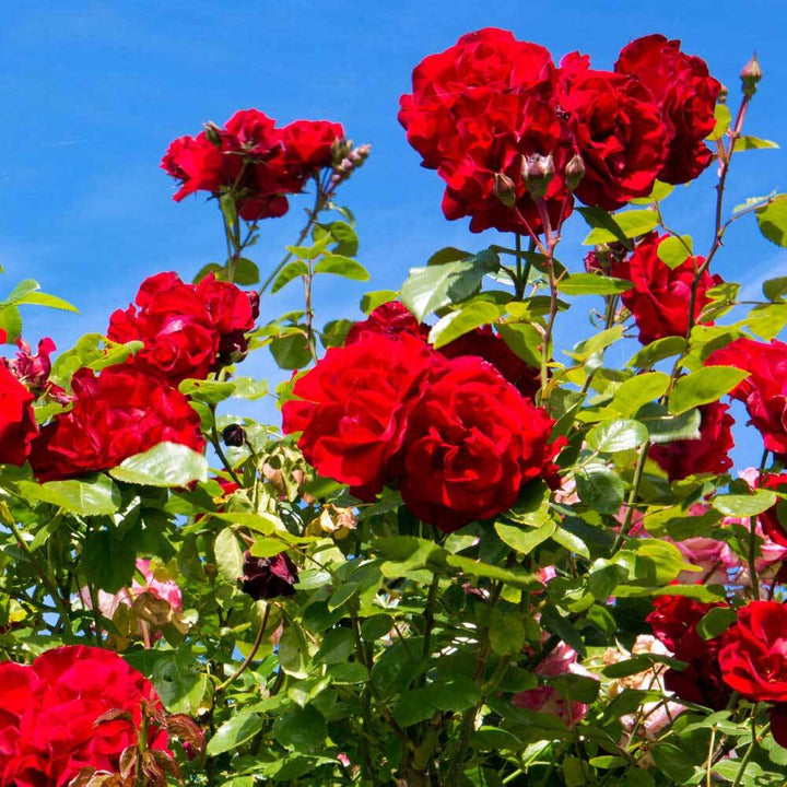 Red roses with green leaves against a clear blue sky