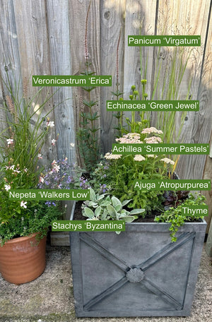 Regency zinc planter with various plants growing inside