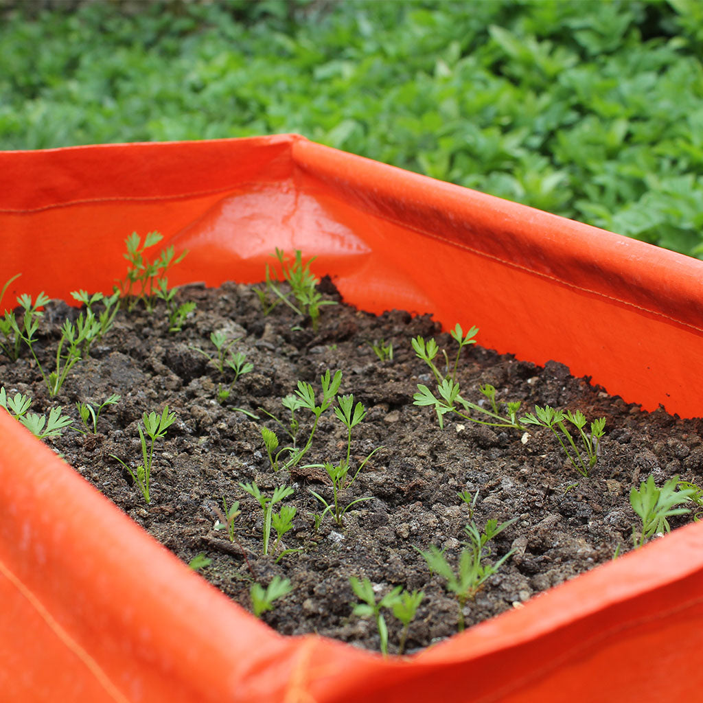 Carrot Patio Planter (Pack of 2)