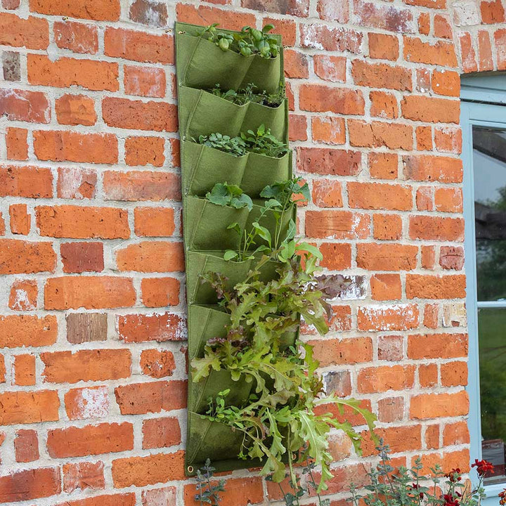 herbs growing in wall plant holder