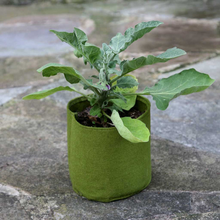 Small plant in a green fabric pot on a stone surface