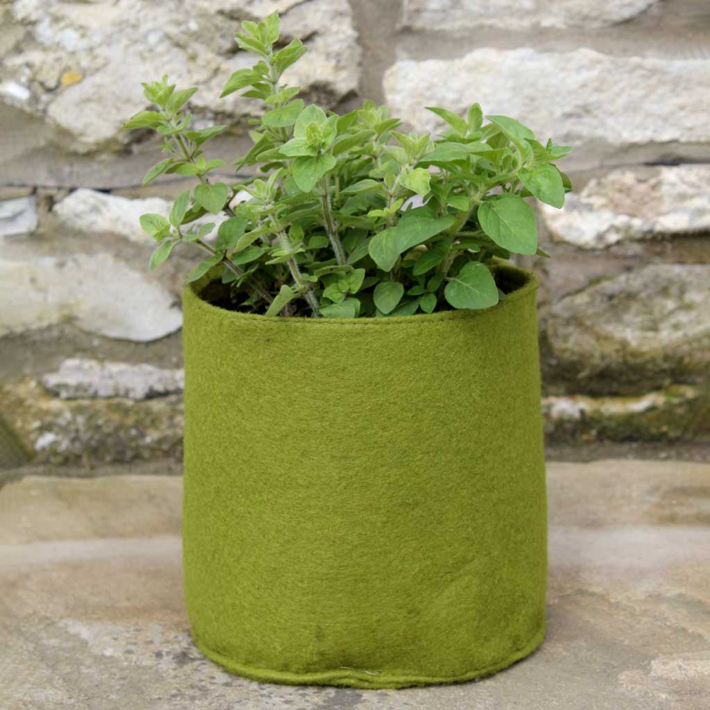 Green plant in a felt pot against a stone wall background