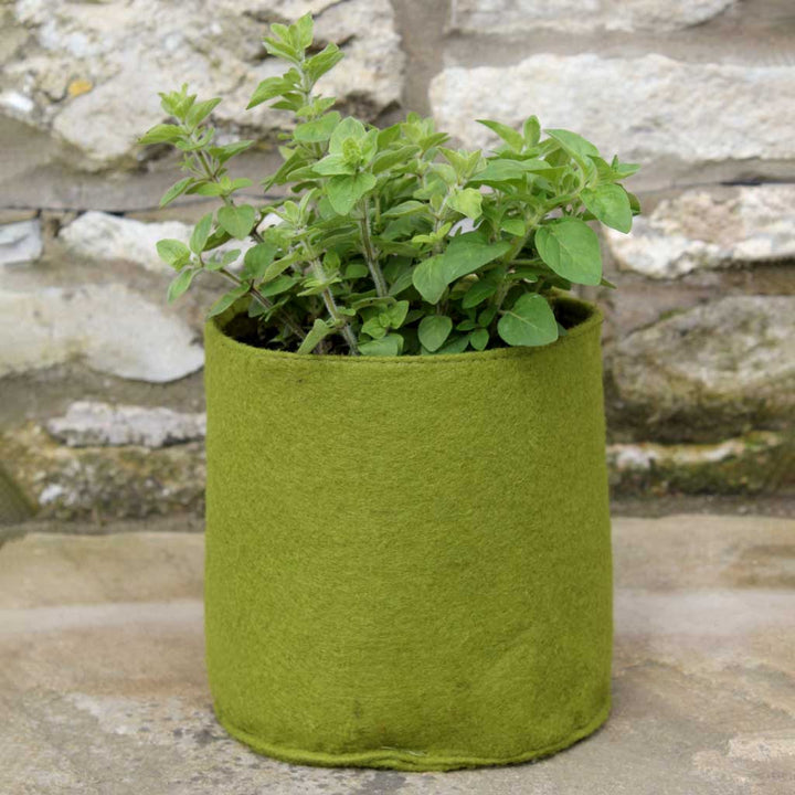 Green plant in a felt pot against a stone wall background