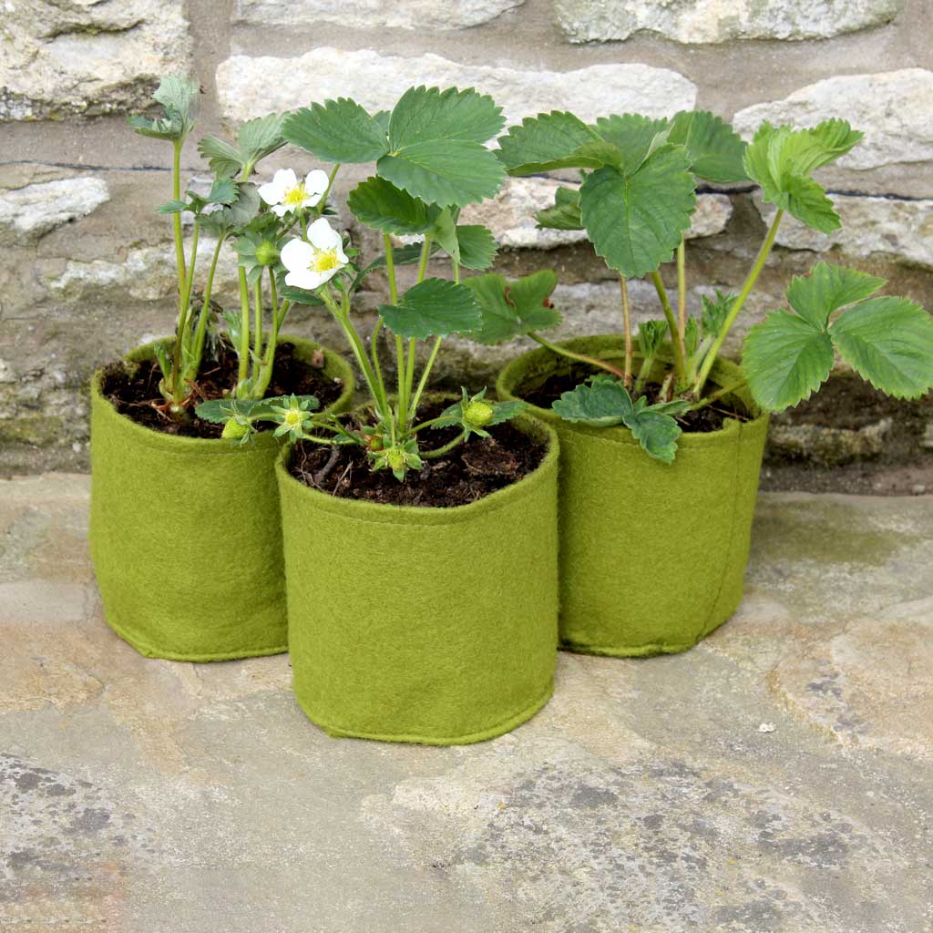 Three green felt pots with plants on a stone surface