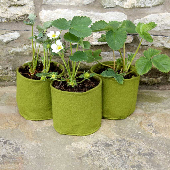 Three green felt pots with plants on a stone surface