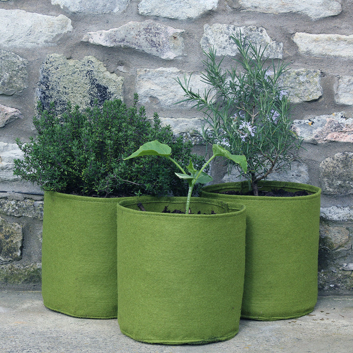 vigoroot-pot-three-pack