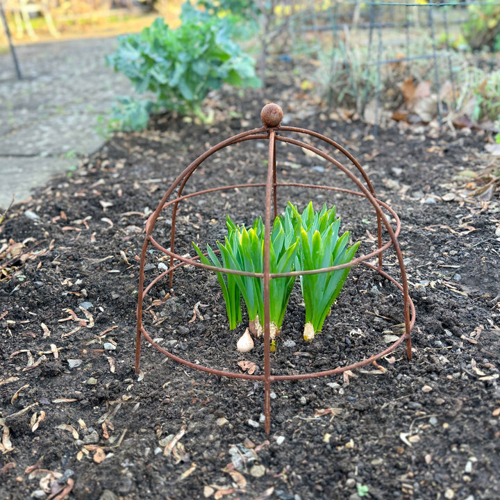 Agriframes Elegance Mini Cloche over young plants in a garden setting