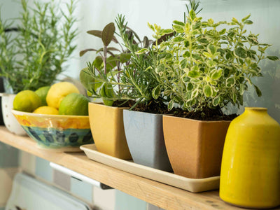Earth Pots Windowsill Set