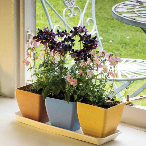 rice hull plant pots Rice Husk Earth Pots | Windowsill Plant Pots