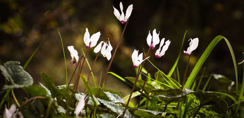 white flowering winter plants