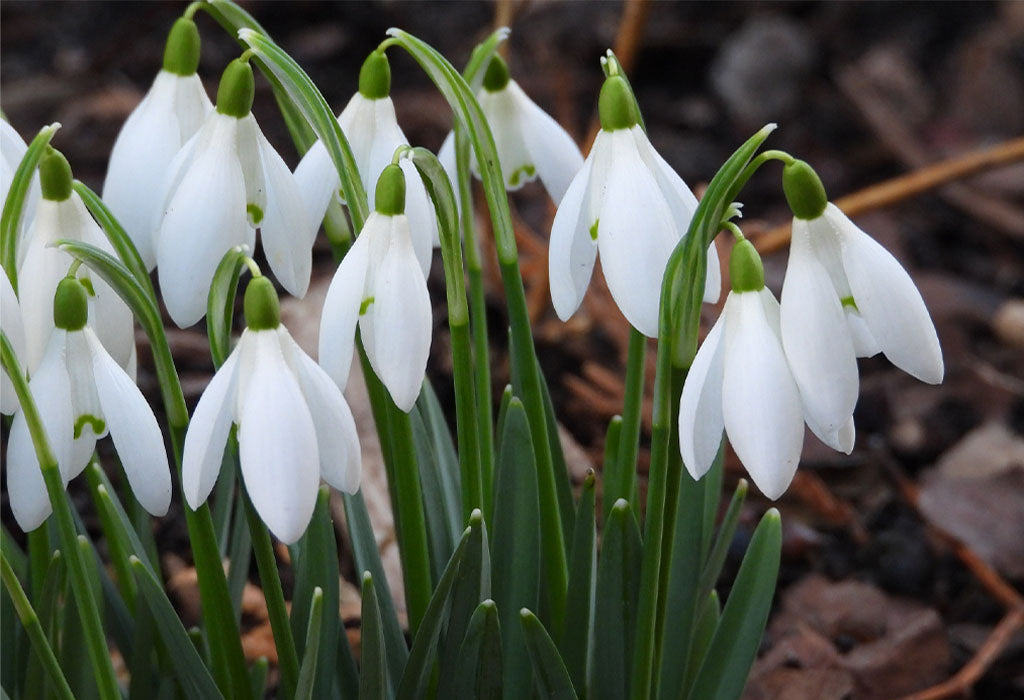 white snowdrops