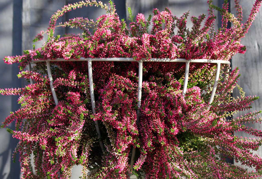 heather in a a hanging basket
