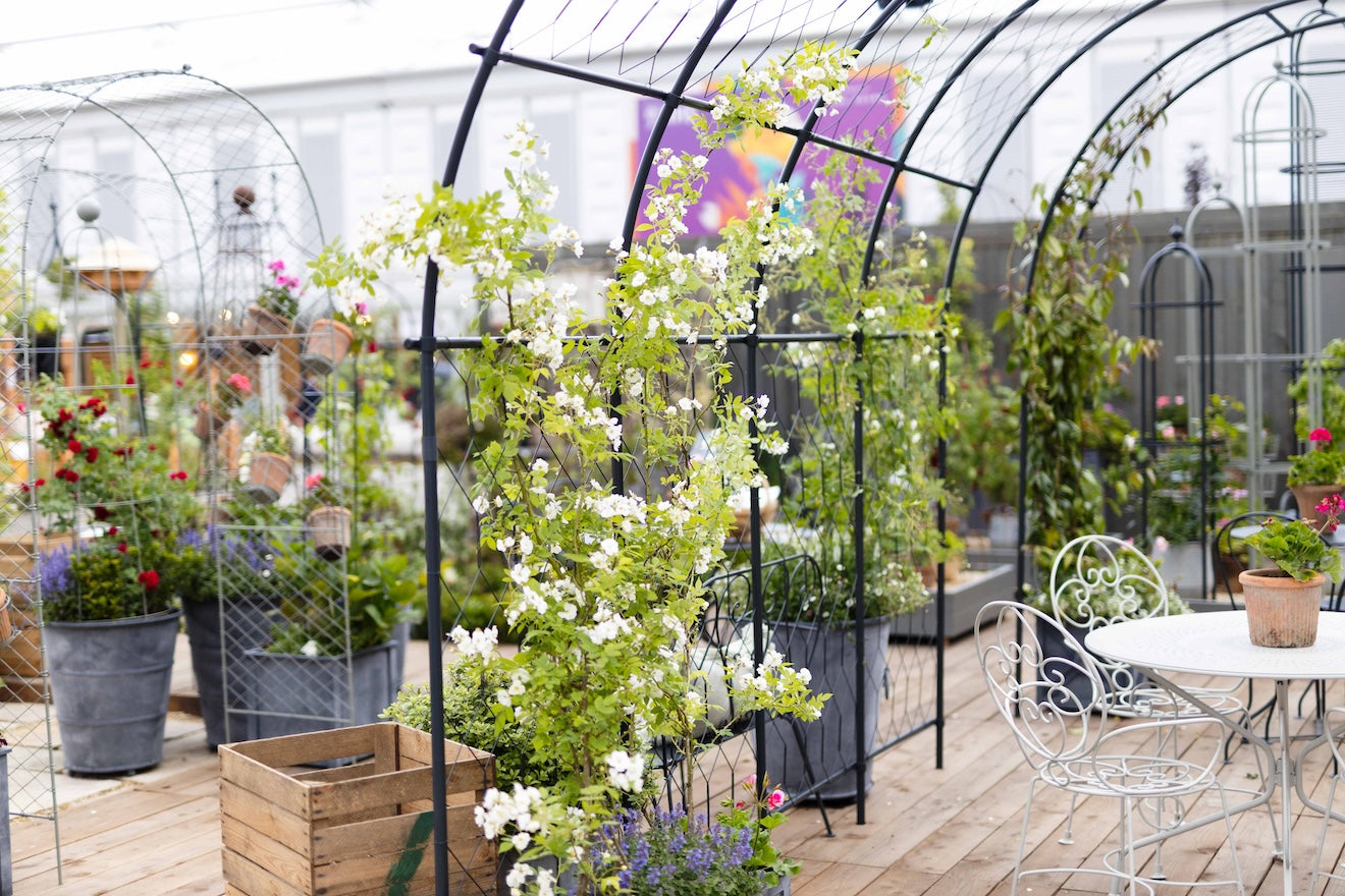 Closeup of the Agriframes Round Pergola with a lattice with white flowers growing up the frame at RHS Chelesa Flower Show 2026.