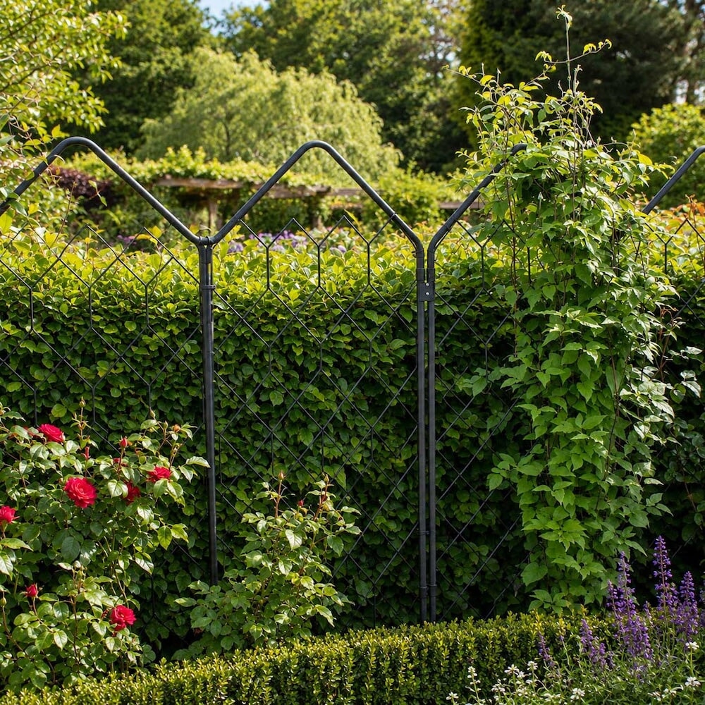 Agriframes alpine screens linked together against a hedge with plants climbing up the lattice frames