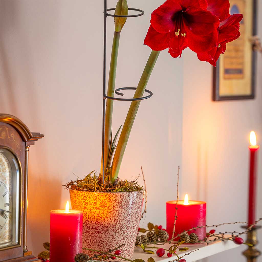 plant support amaryllis