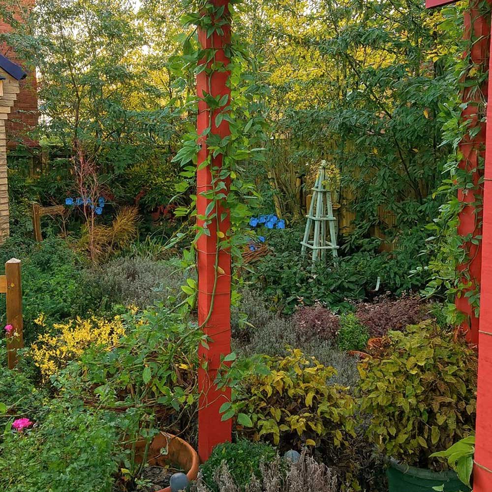 Floral garden scene with many varieties of plant growing. In the foreground, a climbing plant adorns the beams of a red pergola. 