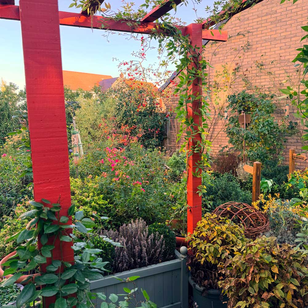 Floral garden scene with many varieties of plant and shrub throughout. In the foreground, a climbing plant wraps around the beams of a red pergola. 