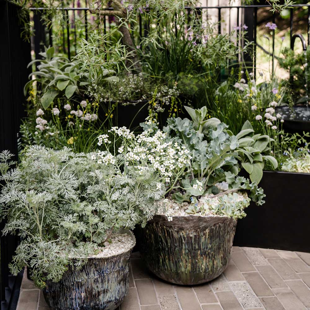 Potted plants on a patio with a garden background
