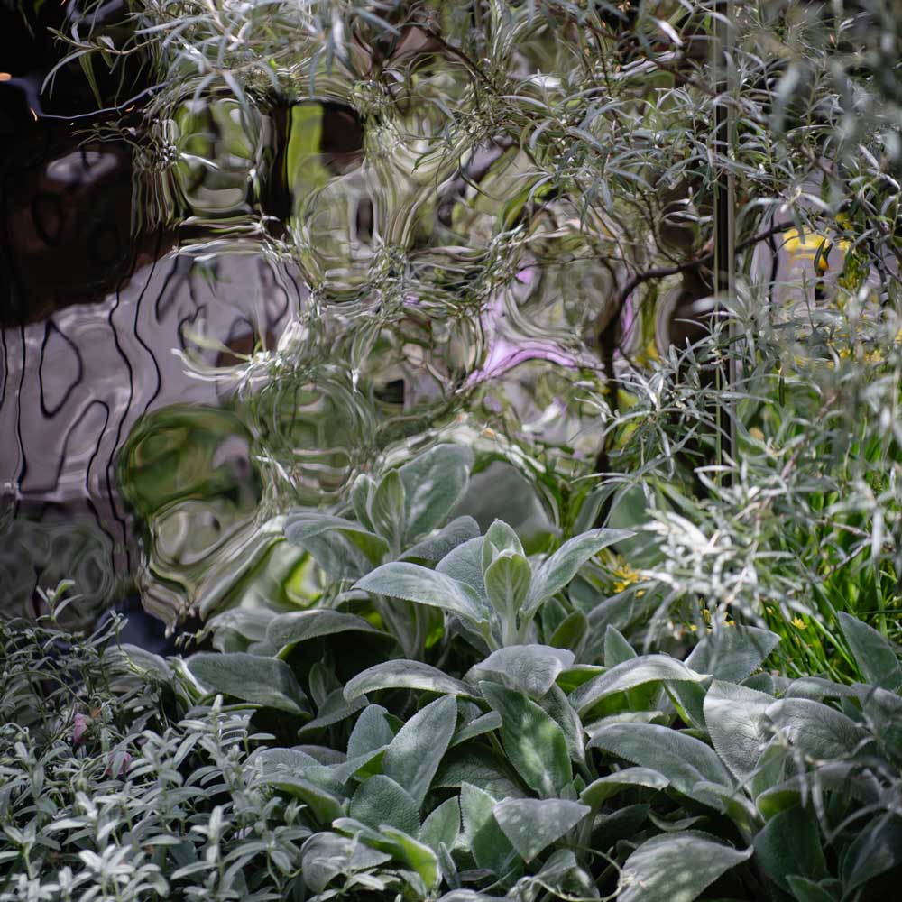 Reflection of a person in water surrounded by green plants