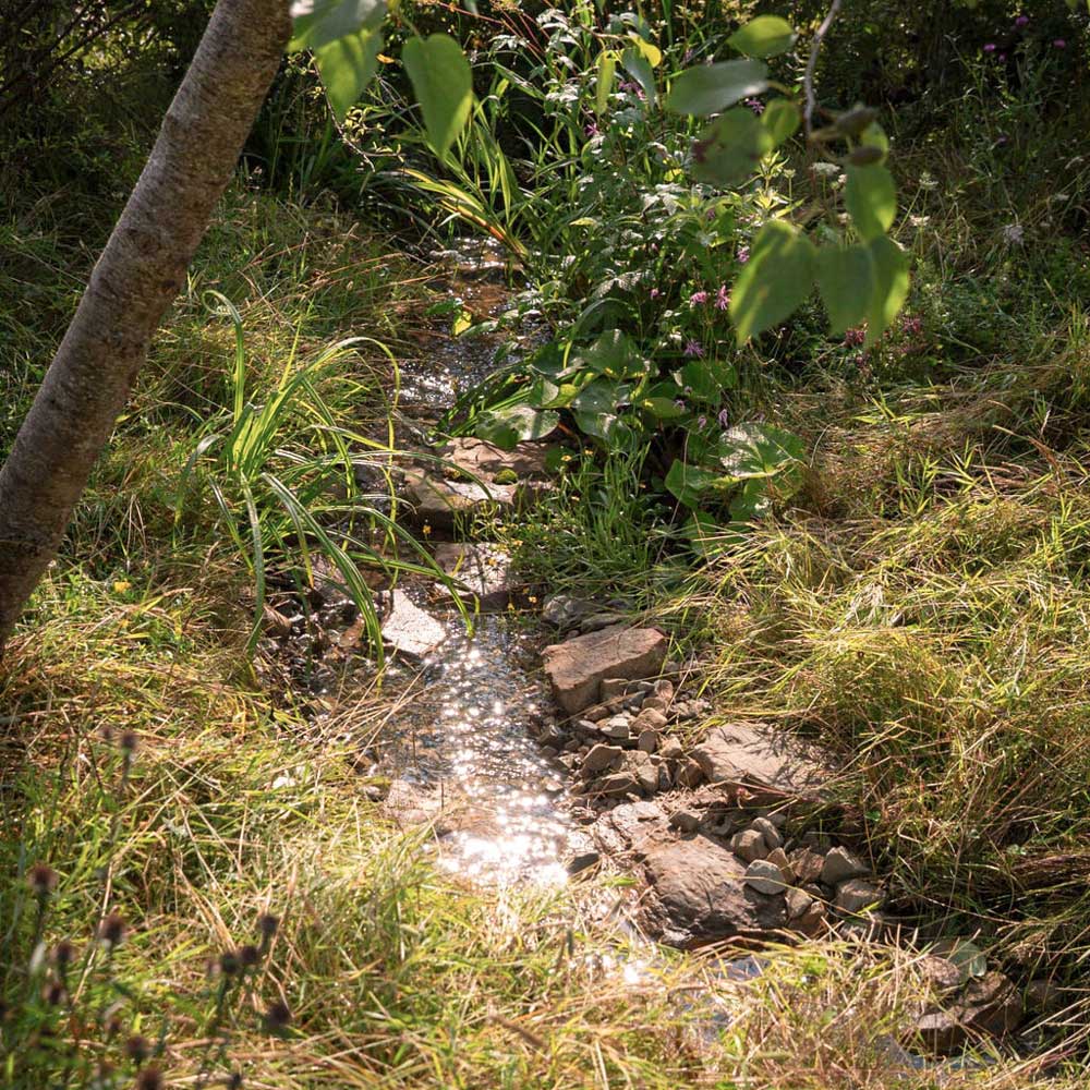 Small stream flowing through a grassy area with rocks and plants