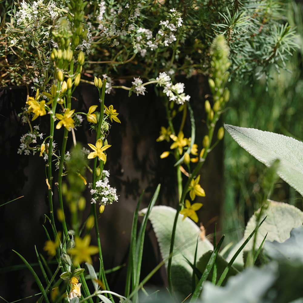 Close-up of yellow flowers and green foliage with a blurred background