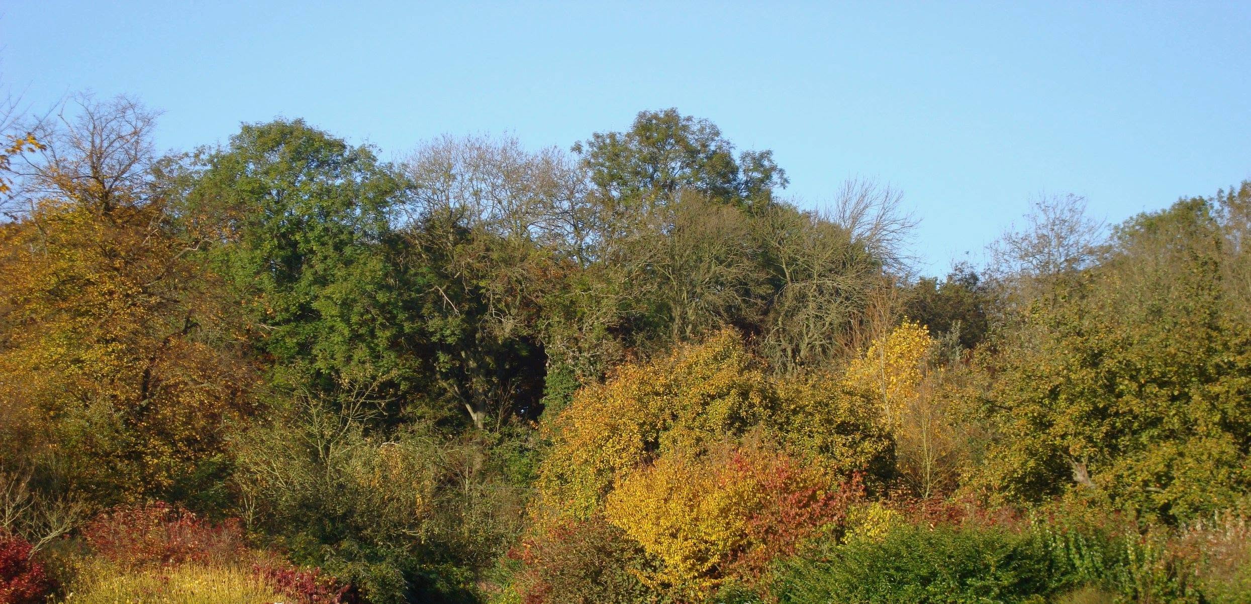 Trees with varying colours of leaves in an autumnal woodland scene