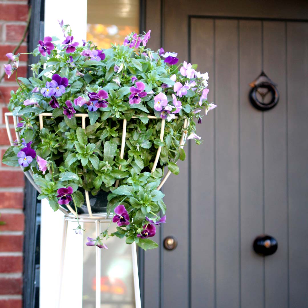 basket obelisk with purple flowers growing inside in front of a door