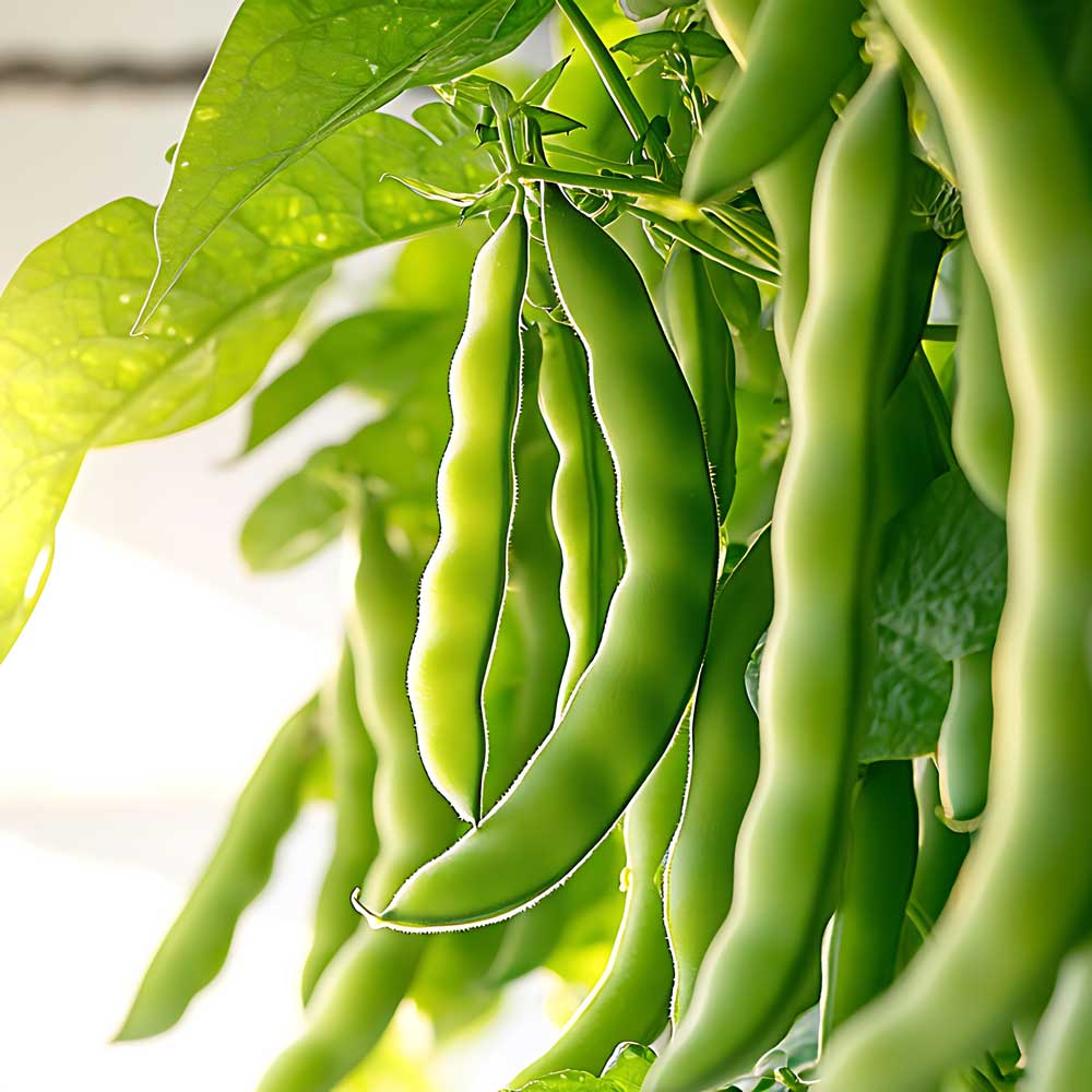 beans-growing