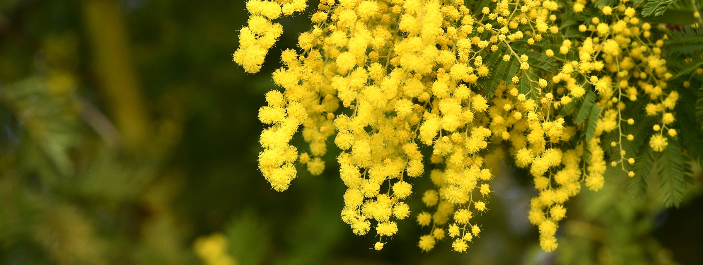 Yellow flowers with green background