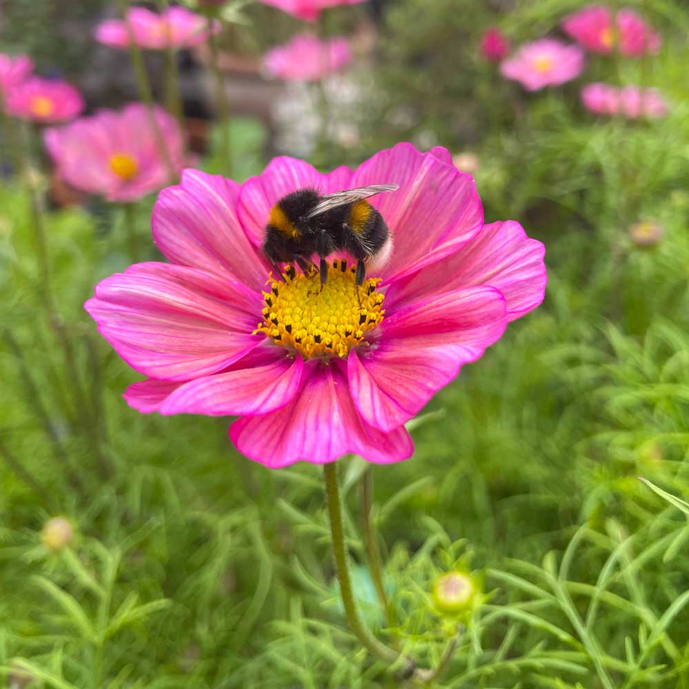 Bumblebee on a pink flower with a blurred garden background
