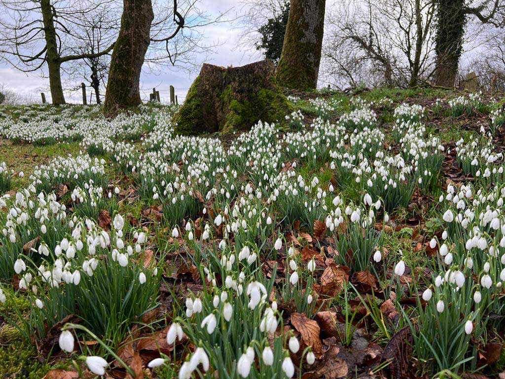 Field of snowdrops in a forest with trees and a cloudy sky.