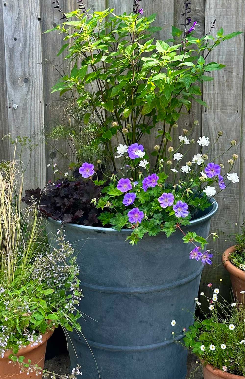 a galvanised plant pot with plants