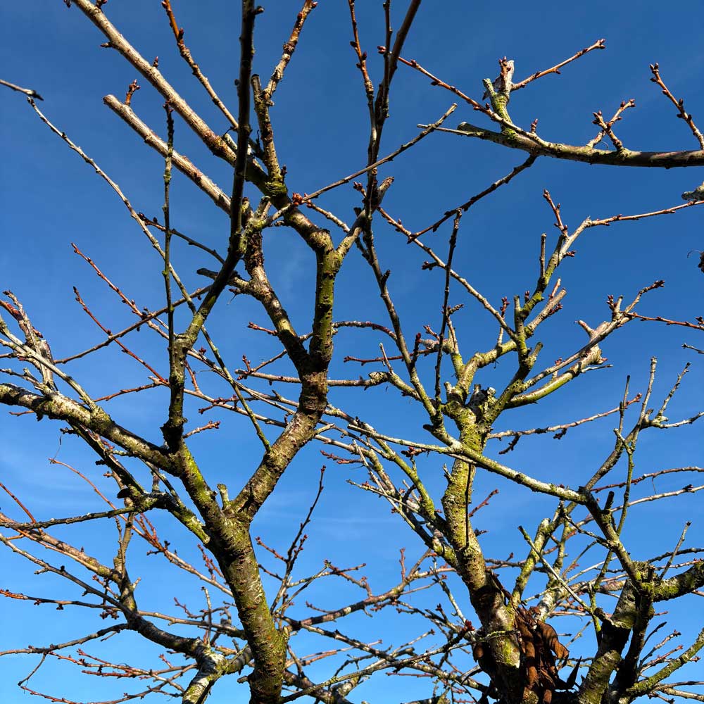 pruned apple tree branches against a blue sky