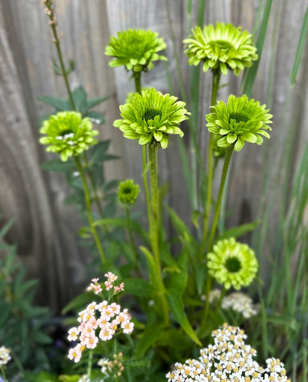 detail shot of some garden flowers