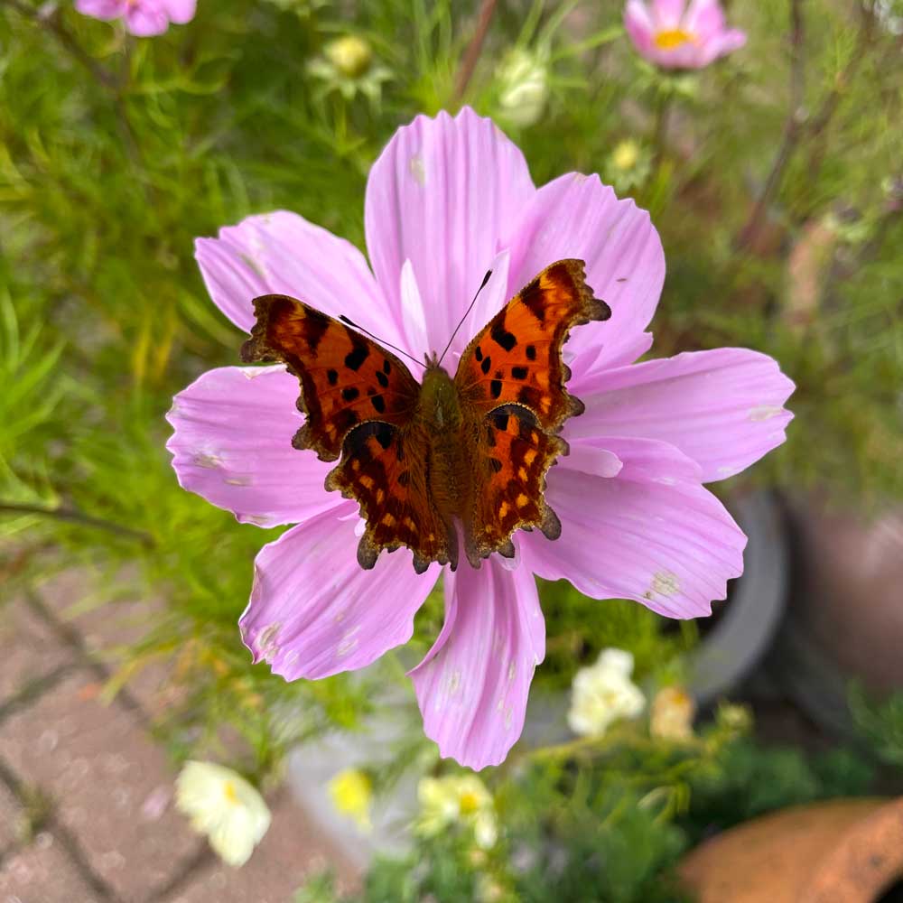 Closeup image of a multi-coloured butterfly resting atop a larger pink flower. 