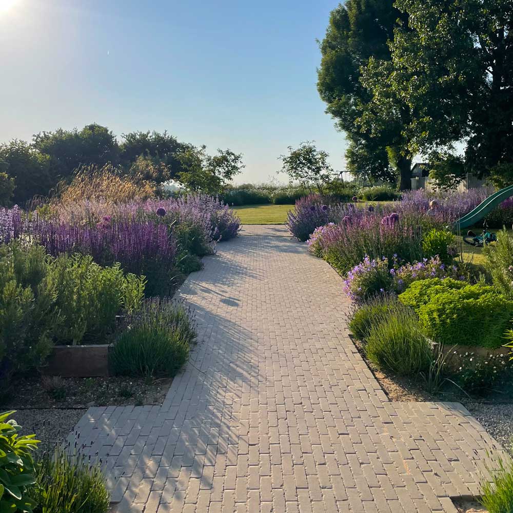 pathway surrounded by lavender