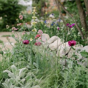 detail of flowers against a garden wall