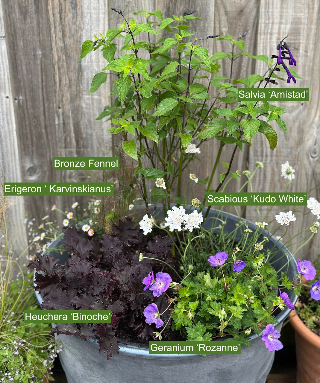 Potted plants with labels indicating their names against a wooden fence background